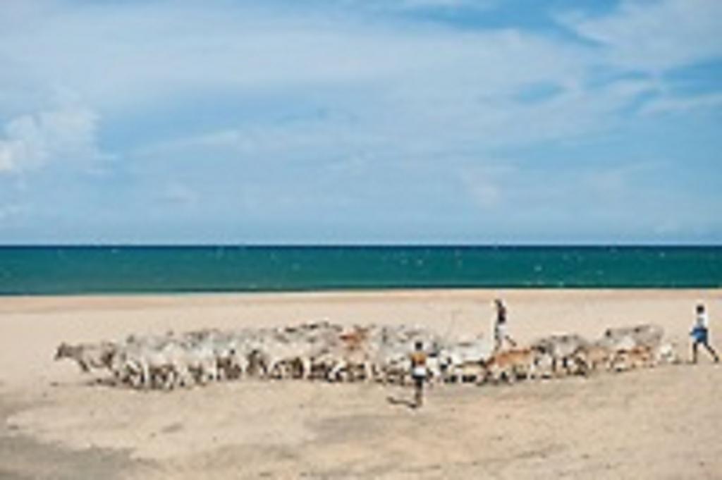 Zimbay Guest House Vịnh Arugam Ngoại thất bức ảnh